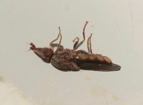 Eurina ducalis